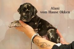 „Alani vom Hause Okken“