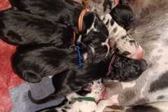 IMG-20240804-WA0016