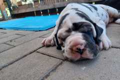 IMG-20241004-WA0035