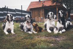 Hunde-alle-zusammen