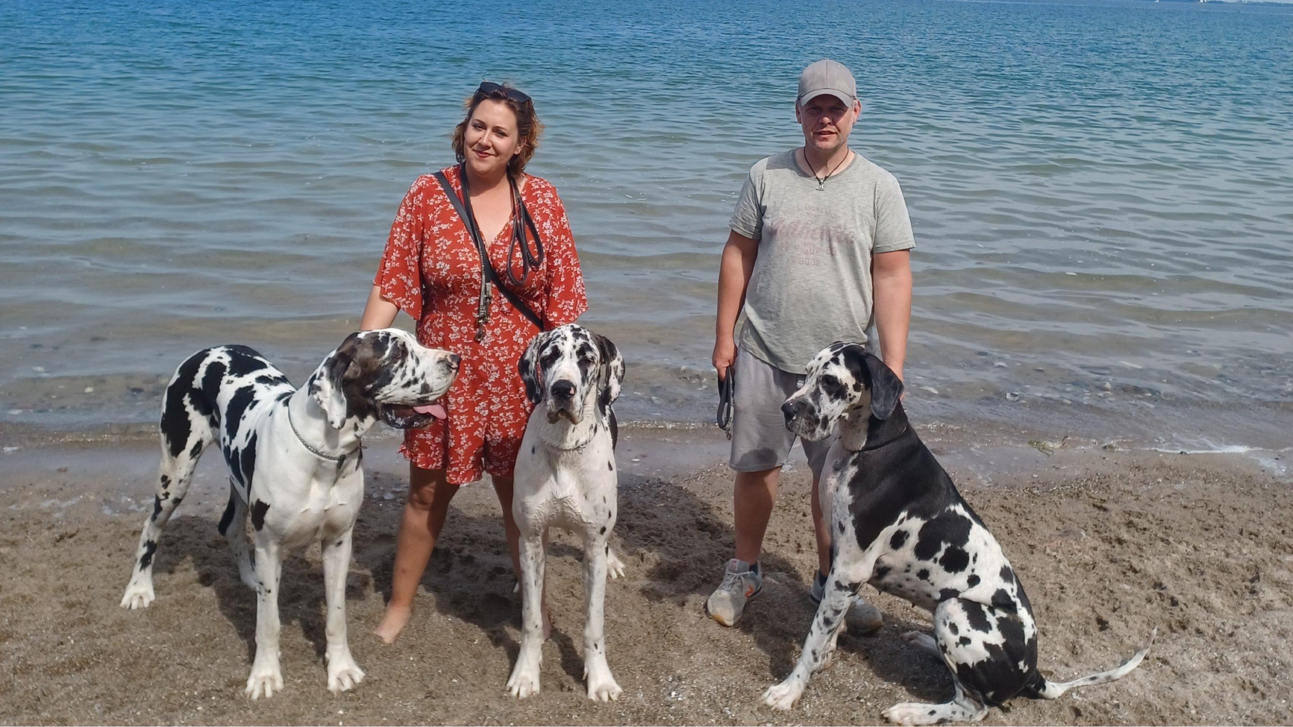 Deutsche Doggen und wir Strand